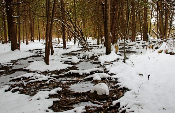 Winter Roots by Deb Oppermann
